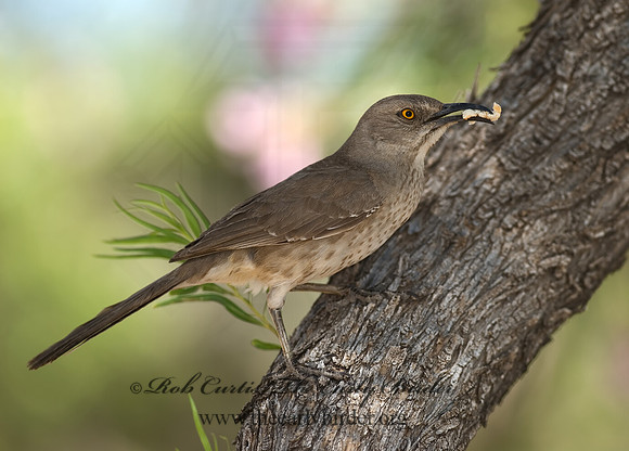 Toxostoma curvirostre  CURVE-BILLED THRASHER 6024577