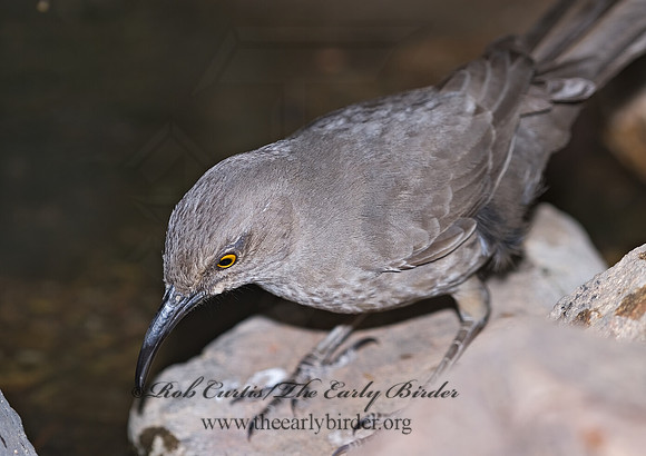 Toxostoma curvirostre  CURVE-BILLED THRASHER 6025545