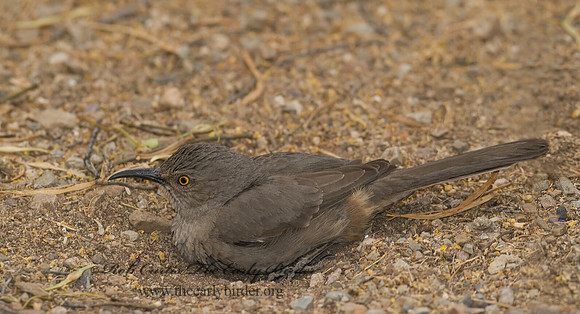 Toxostoma curvirostre  CURVE-BILLED THRASHER 6025283