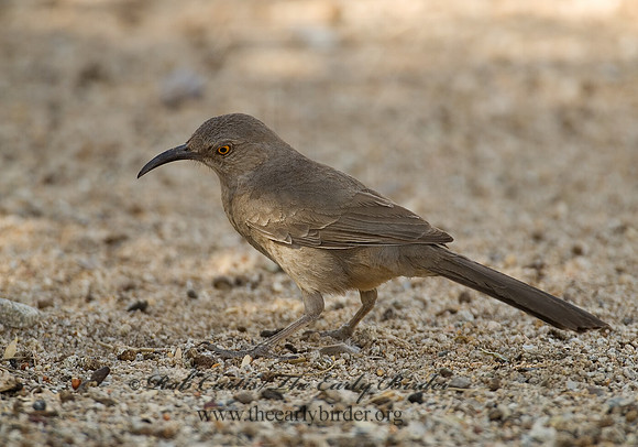 Toxostoma curvirostre  CURVE-BILLED THRASHER 7006899