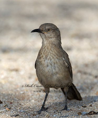 Toxostoma curvirostre  CURVE-BILLED THRASHER 7006989