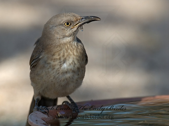 Toxostoma curvirostre  CURVE-BILLED THRASHER 7006991