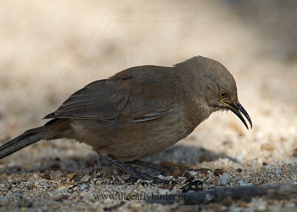 Toxostoma curvirostre  CURVE-BILLED THRASHER 7006994