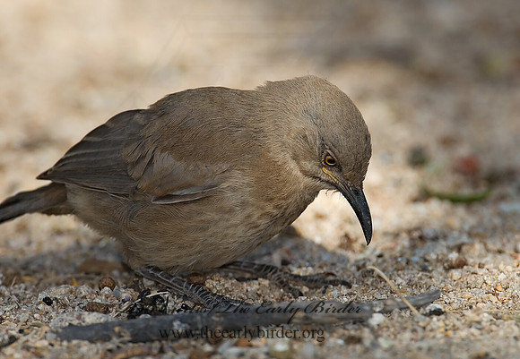 Toxostoma curvirostre  CURVE-BILLED THRASHER 7006995