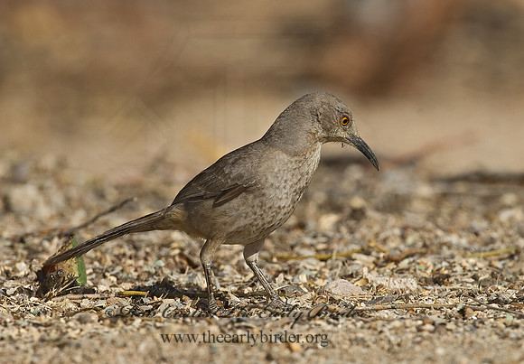 Toxostoma curvirostre  CURVE-BILLED THRASHER 7006997