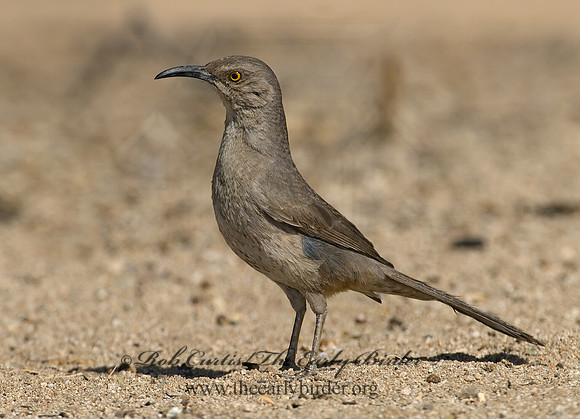 Toxostoma curvirostre  CURVE-BILLED THRASHER 7007073