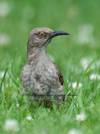Toxostoma curvirostre  CURVE-BILLED THRASHER 9023320