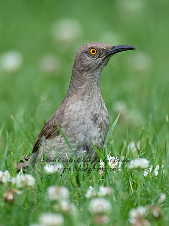 Toxostoma curvirostre  CURVE-BILLED THRASHER 9023322