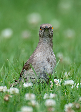 Toxostoma curvirostre  CURVE-BILLED THRASHER 9023324
