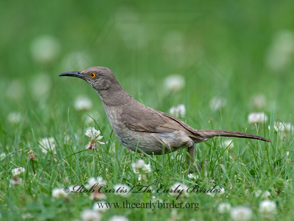 Toxostoma curvirostre  CURVE-BILLED THRASHER 9023331