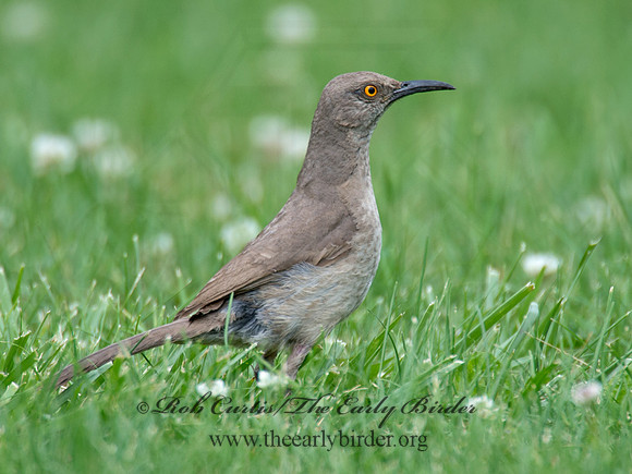 Toxostoma curvirostre  CURVE-BILLED THRASHER 9023339