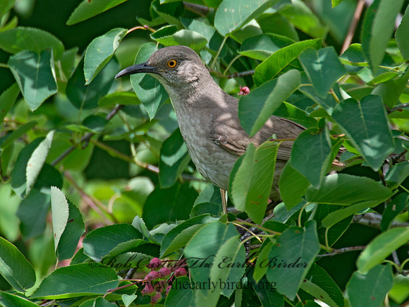 Toxostoma curvirostre  CURVE-BILLED THRASHER 9023346
