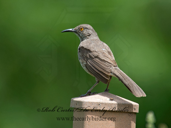 Toxostoma curvirostre  CURVE-BILLED THRASHER 9023362