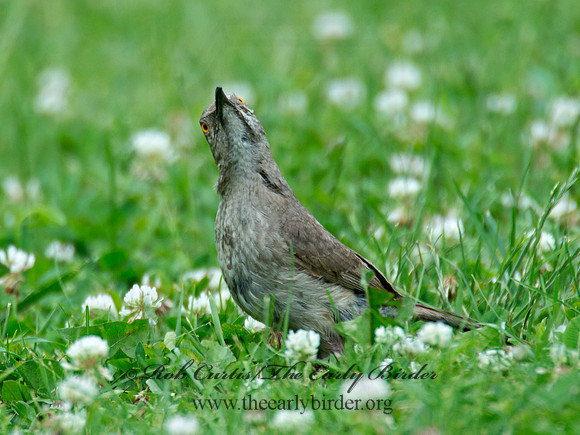Toxostoma curvirostre  CURVE-BILLED THRASHER 9023377