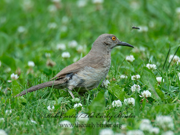 Toxostoma curvirostre  CURVE-BILLED THRASHER 9023381