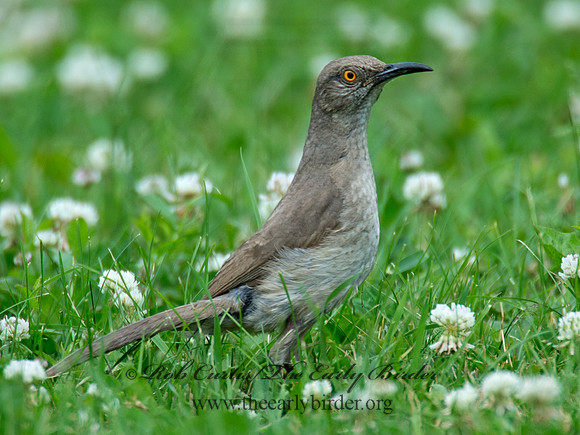 Toxostoma curvirostre  CURVE-BILLED THRASHER 9023385