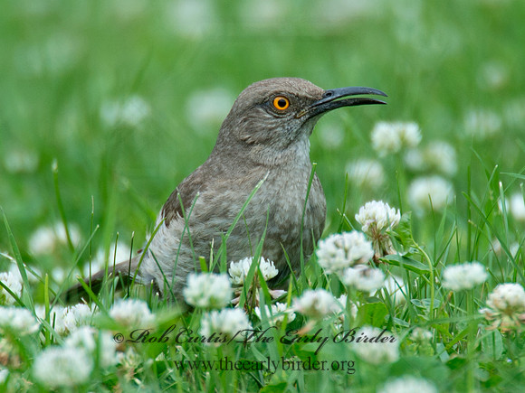 Toxostoma curvirostre  CURVE-BILLED THRASHER 9023391