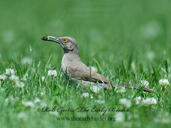Toxostoma curvirostre  CURVE-BILLED THRASHER 9023398