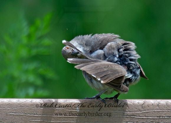 Toxostoma curvirostre  CURVE-BILLED THRASHER 9023417