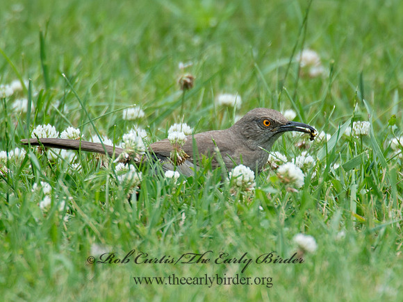 Toxostoma curvirostre  CURVE-BILLED THRASHER 9023410