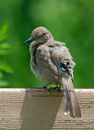 Toxostoma curvirostre  CURVE-BILLED THRASHER 9023418