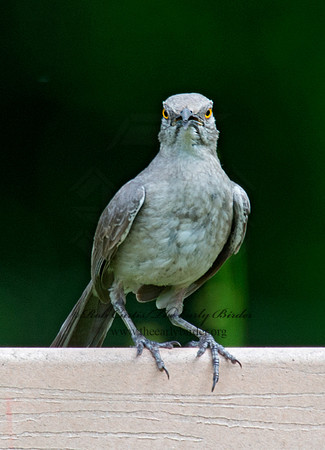 Toxostoma curvirostre  CURVE-BILLED THRASHER 9023421