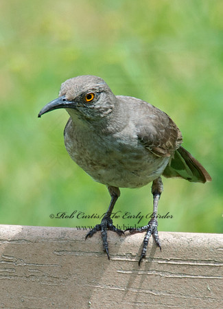 Toxostoma curvirostre  CURVE-BILLED THRASHER 9023430