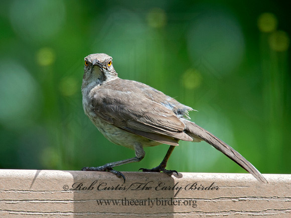 Toxostoma curvirostre  CURVE-BILLED THRASHER 9023427