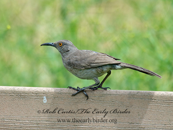 Toxostoma curvirostre  CURVE-BILLED THRASHER 9023432