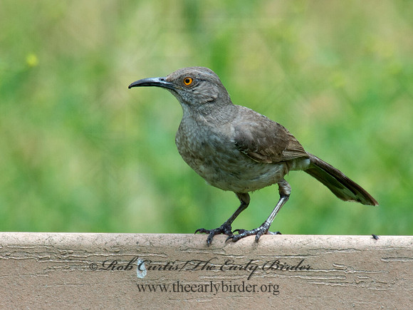 Toxostoma curvirostre  CURVE-BILLED THRASHER 9023433
