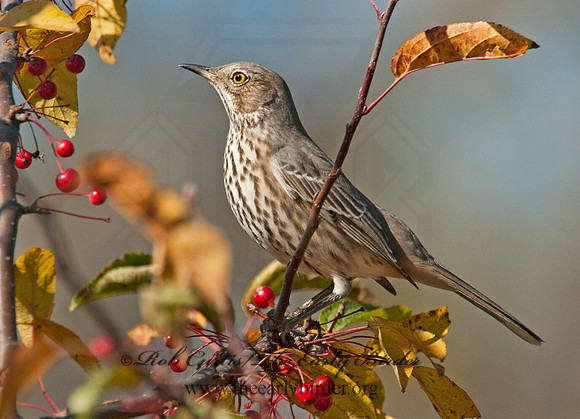 Oreoscoptes montanus  SAGE THRASHER 3010498
