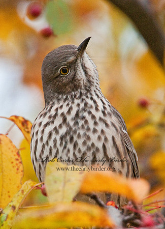 Oreoscoptes montanus  SAGE THRASHER 3010441