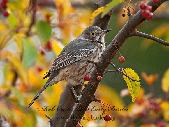Oreoscoptes montanus  SAGE THRASHER 3010447