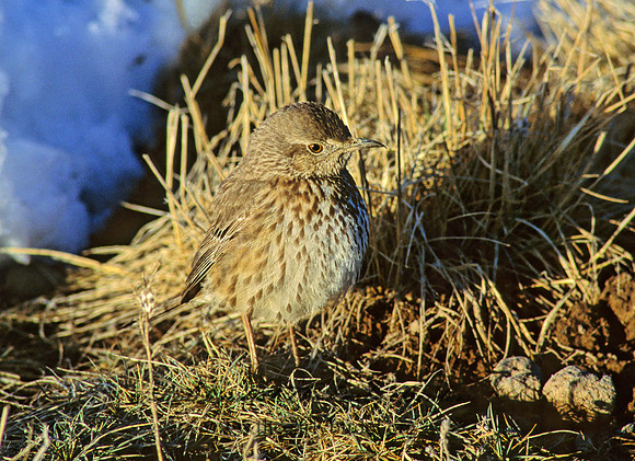 Oreoscoptes montanus  SAGE THRASHER 120429