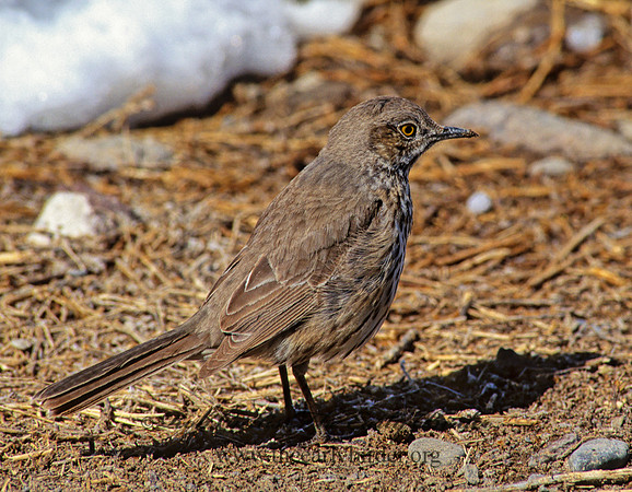 Oreoscoptes montanus  SAGE THRASHER 120303
