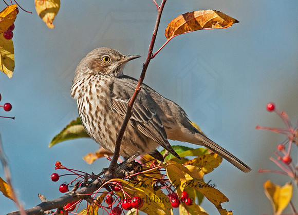 Oreoscoptes montanus  SAGE THRASHER 3010503
