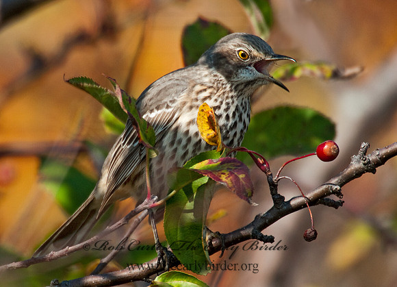 Oreoscoptes montanus  SAGE THRASHER 3010505