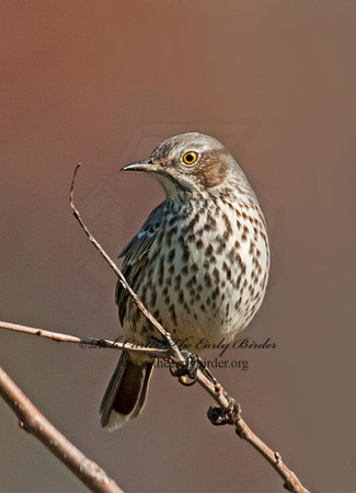 Oreoscoptes montanus  SAGE THRASHER 3010510
