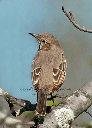 Oreoscoptes montanus  SAGE THRASHER 3010517