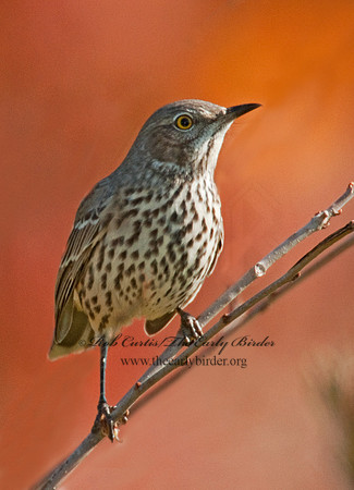 Oreoscoptes montanus  SAGE THRASHER 3010524