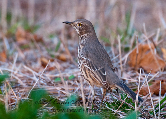 Oreoscoptes montanus  SAGE THRASHER 3010566