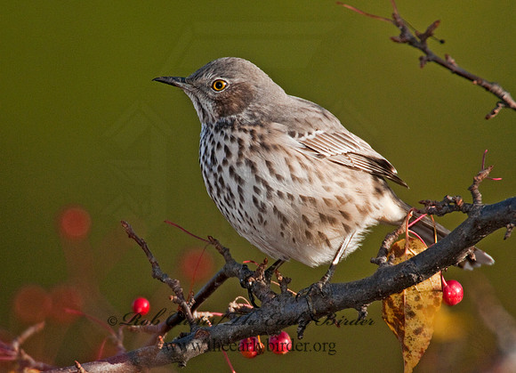 Oreoscoptes montanus  SAGE THRASHER 3010575