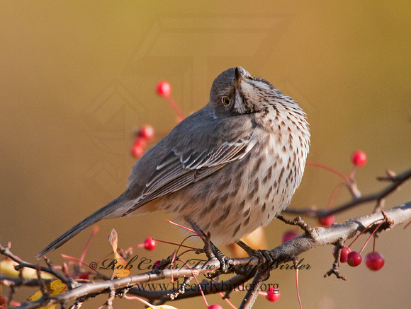 Oreoscoptes montanus  SAGE THRASHER 3010581