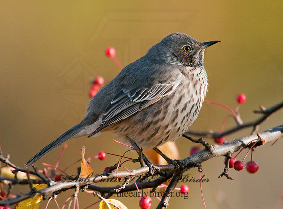 Oreoscoptes montanus  SAGE THRASHER 3010583