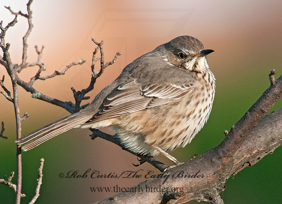 Oreoscoptes montanus  SAGE THRASHER 3010587