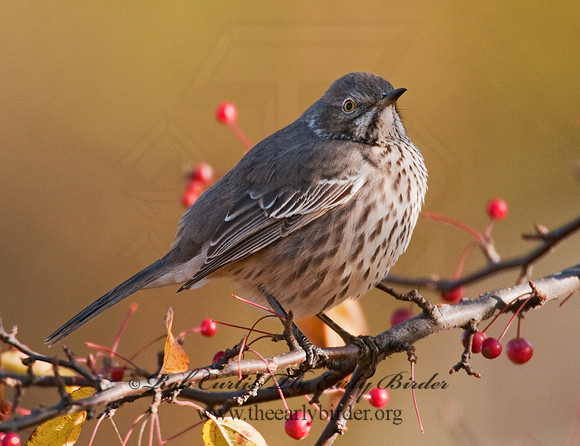 Oreoscoptes montanus  SAGE THRASHER 3010584