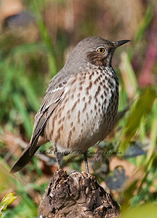 Oreoscoptes montanus  SAGE THRASHER 3010595