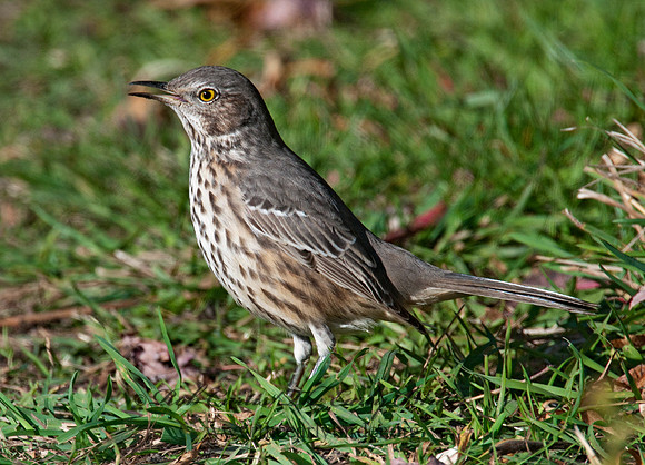 Oreoscoptes montanus  SAGE THRASHER 3010599