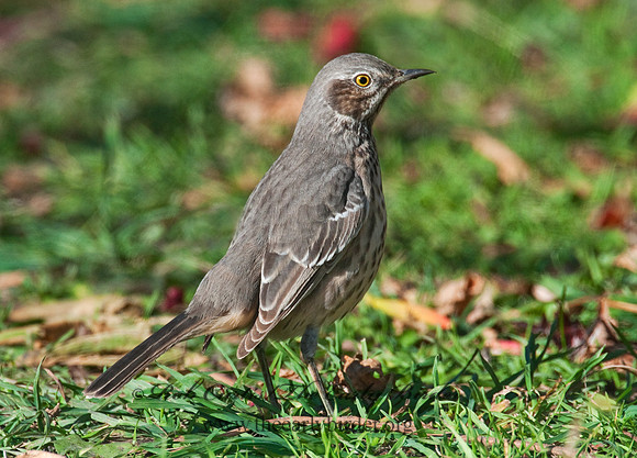 Oreoscoptes montanus  SAGE THRASHER 3010604