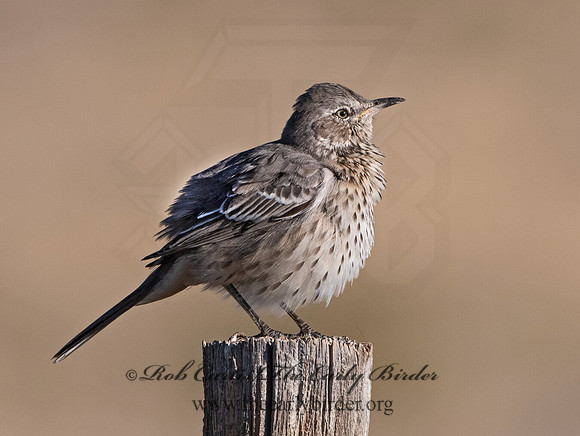 Oreoscoptes montanus  SAGE THRASHER 3025812